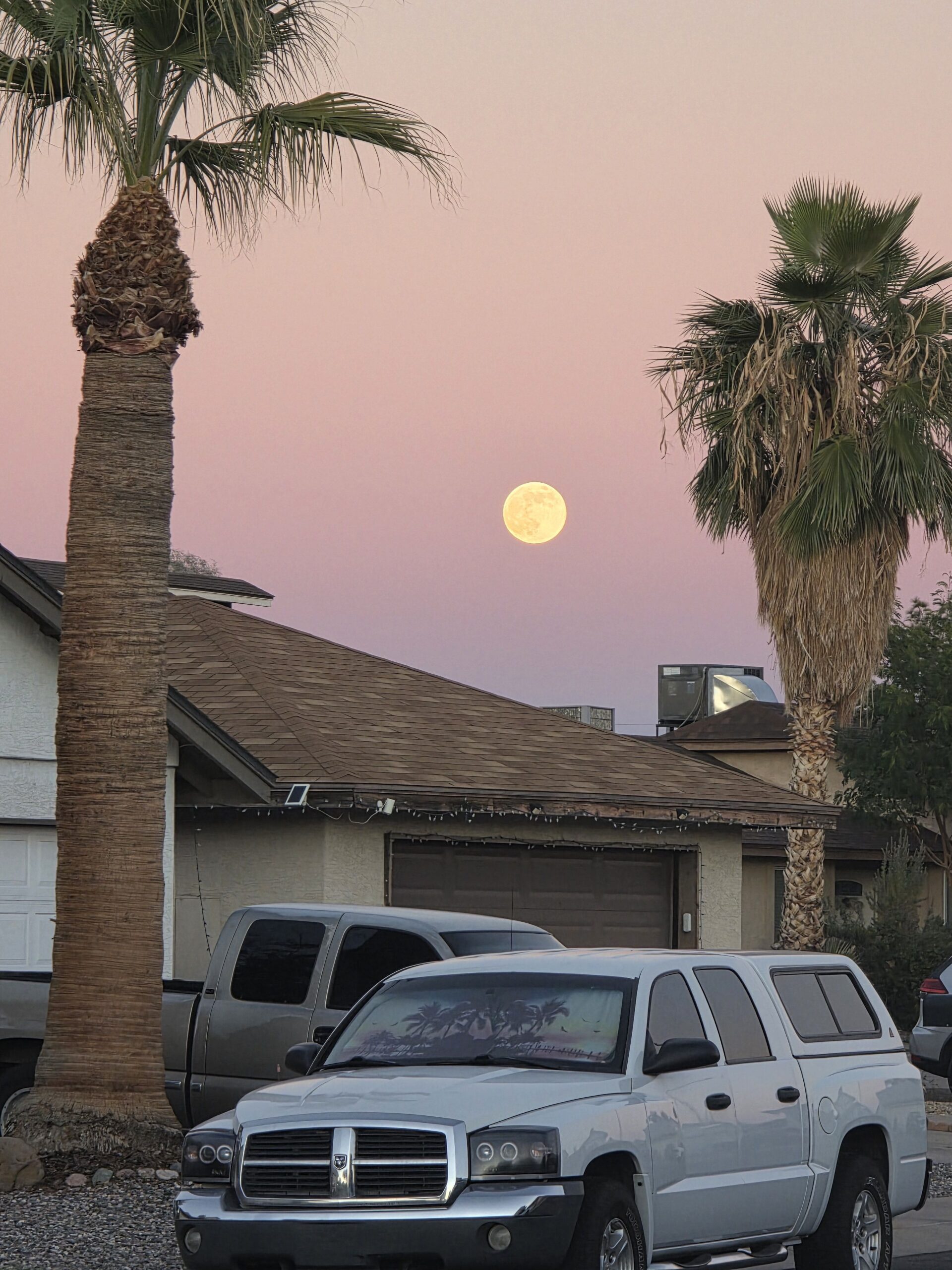 Moonlit Palm Tree Landscape