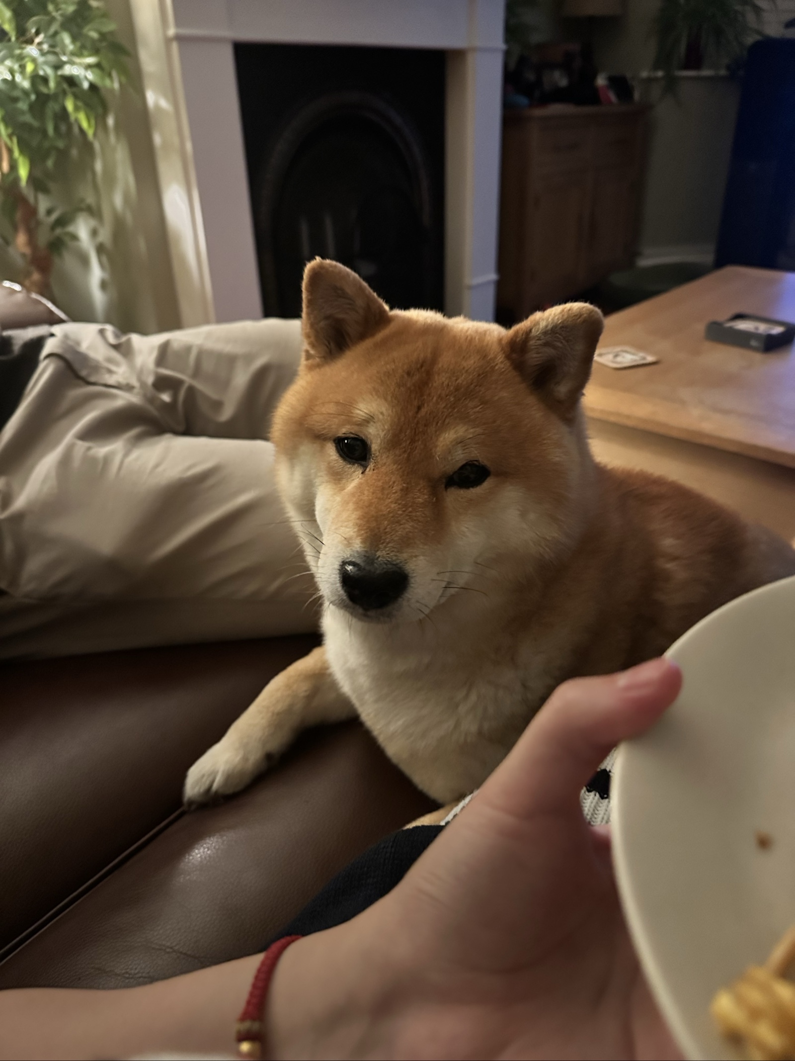 Shiba Inu Dog