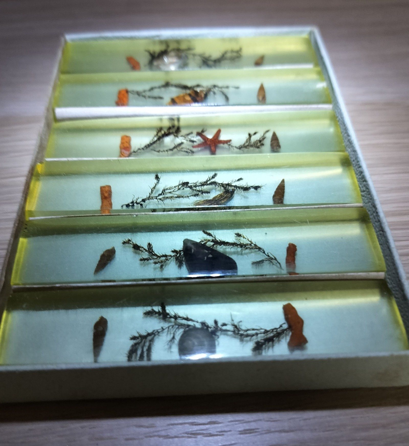 Vintage Yellow Resin Marine Specimen Set with Shells & Starfish Other