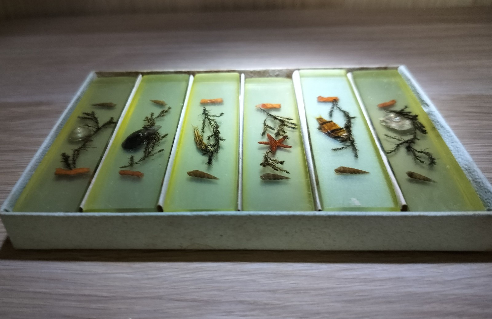 Vintage Yellow Resin Marine Specimen Set with Shells & Starfish Other image 2