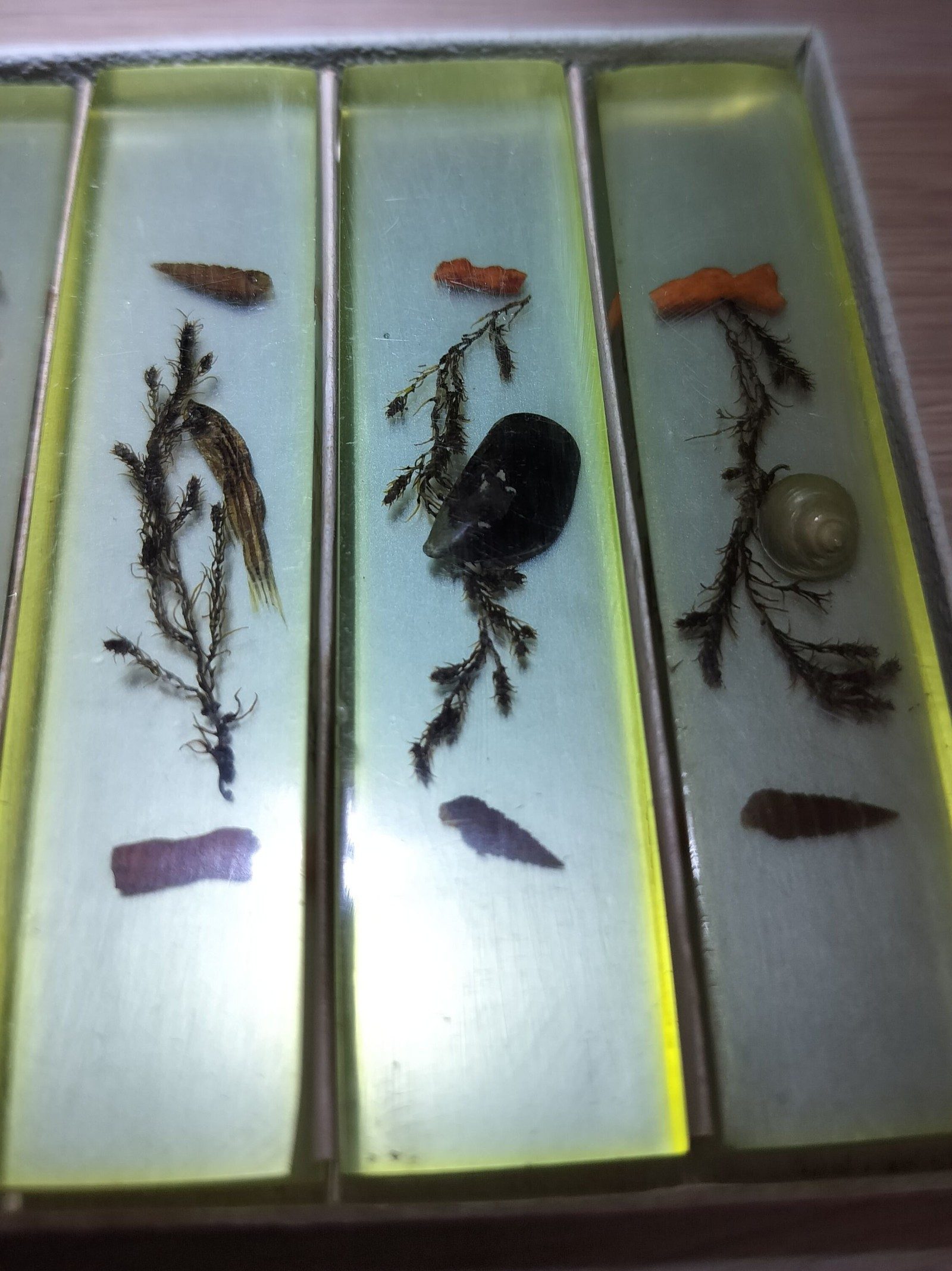 Vintage Yellow Resin Marine Specimen Set with Shells & Starfish Other image 5