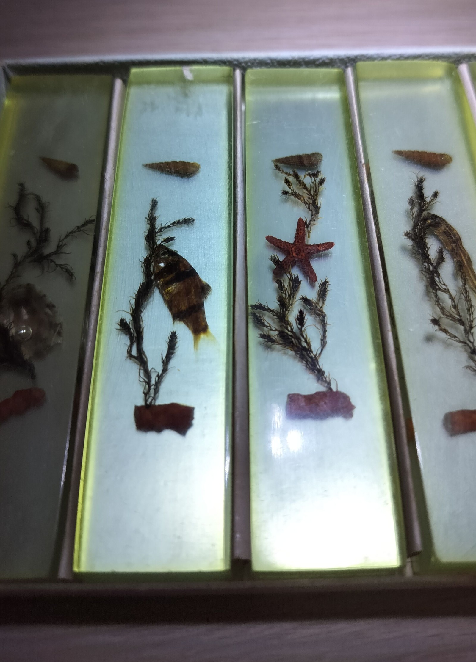 Vintage Yellow Resin Marine Specimen Set with Shells & Starfish Other image 6