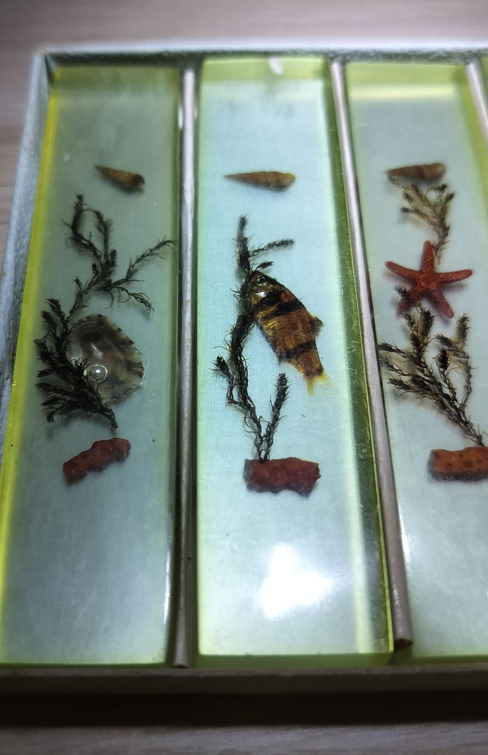 Vintage Yellow Resin Marine Specimen Set with Shells & Starfish Other image 7