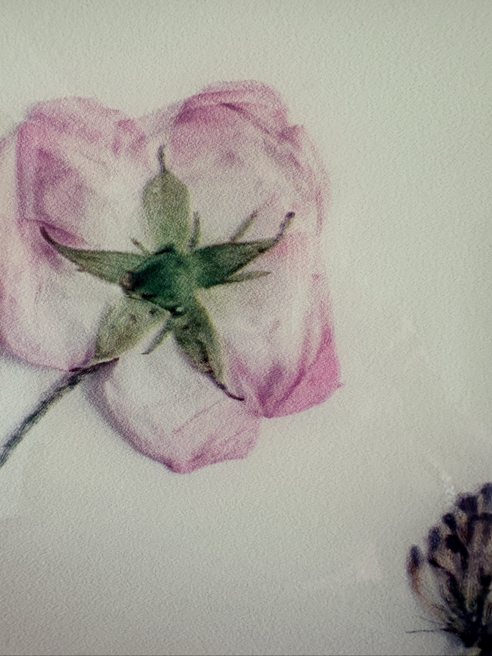 Floral Pink Botanical Print Wall Art with Gold Frame image 3